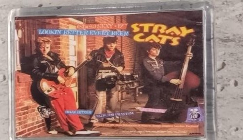 Stray cats american - stray, cats,