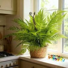 2-Pack Large Artificial Boston