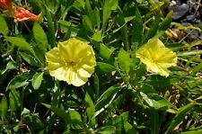 Flower - Oenothera Biennis - Evening Primrose - 500 Seeds