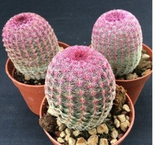 Echinocereus rigidissimus - echinocereus,