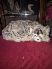 Faux Taxidermy Cat , Rabbit