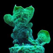 Green Pavona SPS Coral Frag