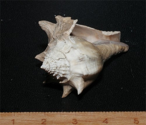 Very rare eocene - very,