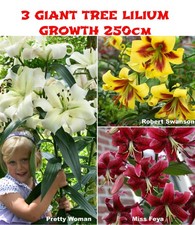 3 GIANT LILIES TREE HYBRID