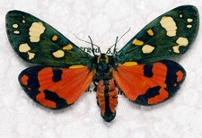 🦋 Scarlet Tiger Moth