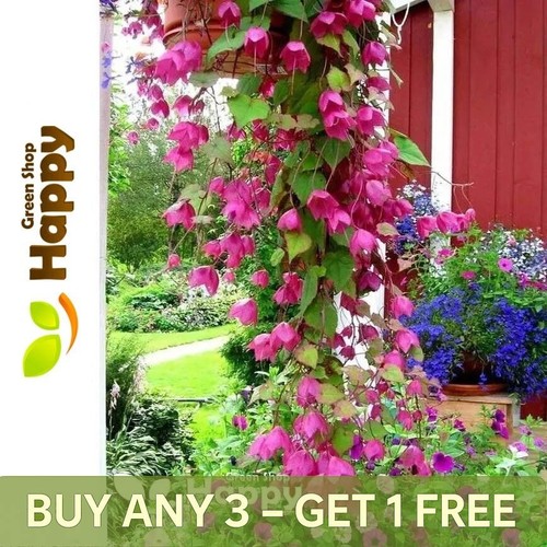 Purple bell vine - bell,