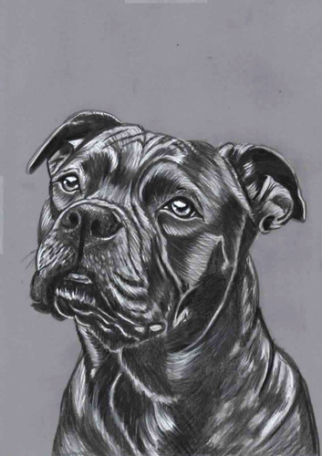 Original pencil drawing - b&w,