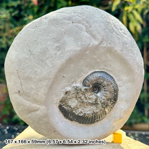 Rare liparoceras ammonite - rare,
