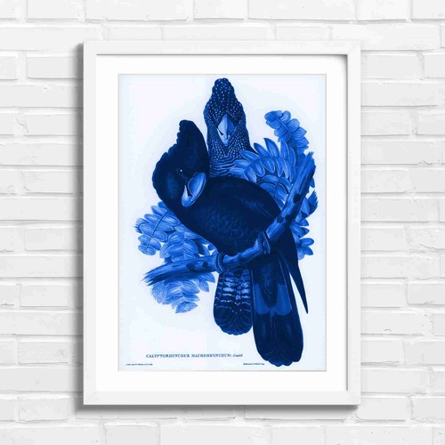 Black cockatoo vintage - black,