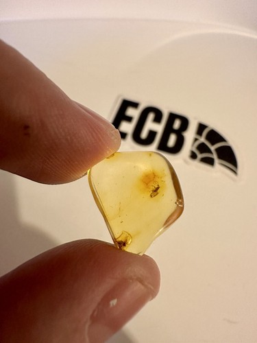 Baltic amber with mosquito - baltic,