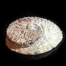 Extra large abalone seashell - large,
