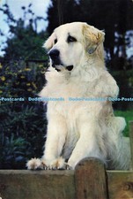D186227 Pyrenean Mountain Dog. J. Arthur Dixon. 1971