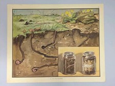Enid Blyton Nature Plates Poster 52 The Little Ploughman Worms Vintage Education
