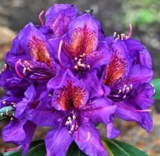 Rhododendron marcel menard - ,marcel,