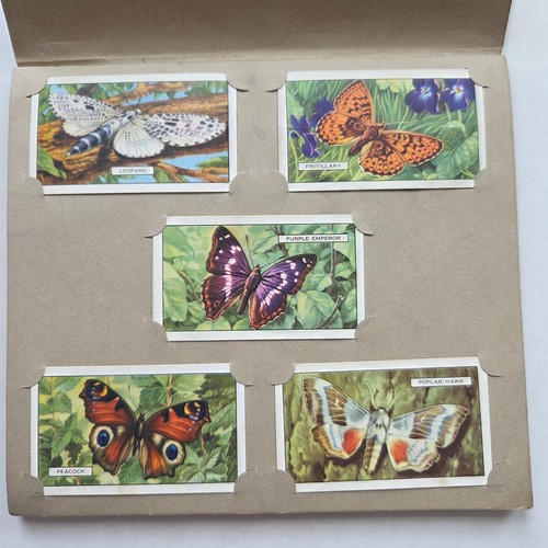 Gallaher butterflies moths - butterflies,