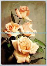 L353936 Rose Michele Meilland