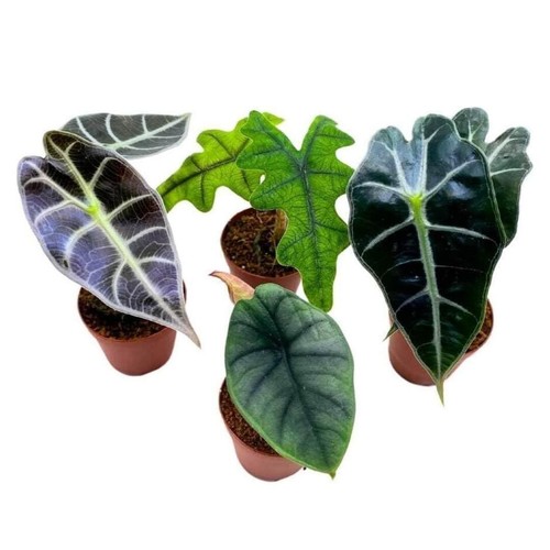 Rare alocasia assortment 2 - alocasia,