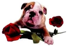 dog bulldog puppy wall safe