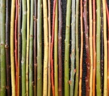 6 x willow cuttings. Mixed
