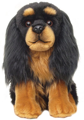 Cavalier king charles spaniel - charles,