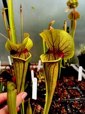 Sarracenia catesbaei seed - sarracenia,