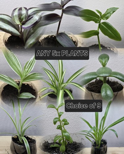 Mix any house plants - 🪴, 5x