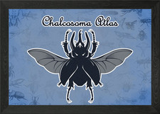 Beetle Atlas Framed Wall Art