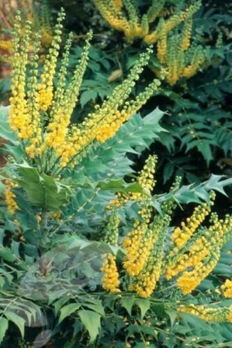 Mahonia winter sun oregon - winter,
