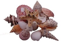 Natural Shells - Seashells Beach Shells Wedding Display Craft Aquarium Sea Decor