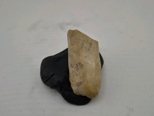 Rex fossil tooth - fossil, 🦖