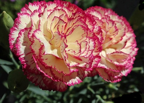 Carnation chabaud mixed - 6x,