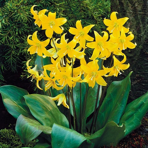 Erythronium pagoda dogs tooth - erythronium,