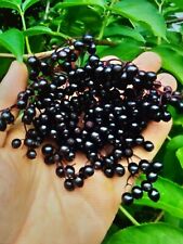 75 ELDERBERRY SEEDS, NATIVE BRITISH HEDGEROW 100% QUALITY SEED . FRESH