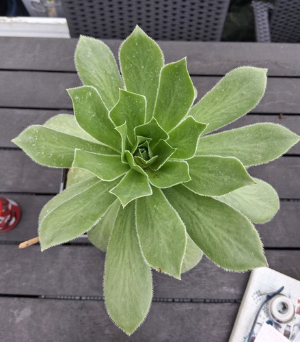 Aeonium maximus large - aeonium,