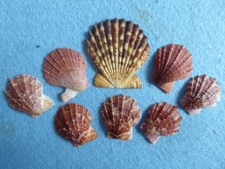 EIGHT scallop/pecten sea shells. Crafting, card making, bathroom etc.