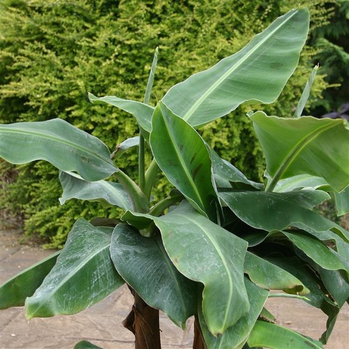 Musa dwarf cavendish - musa, ‘dwarf