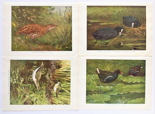 Coot moorhen corncrake - moorhen,,