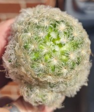 Mammillaria Plumosa -