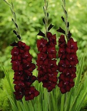 Large Gladioli 'Roma' Summer