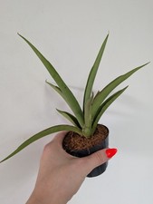Sansevieria Silver Syreni