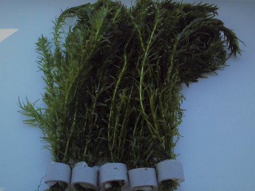 Bunches egeria densa - 5,
