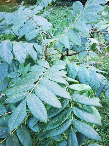 Toona sinensis onion tree - toona, sinensis,
