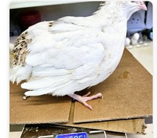 ** PRE-ORDER** 12 x Super