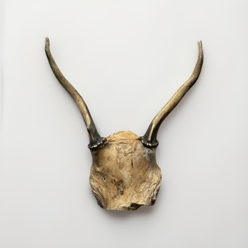 Natural roe deer antlers - roe,