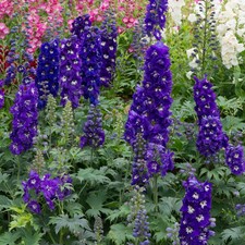 Delphinium MF Dark Blue Dark