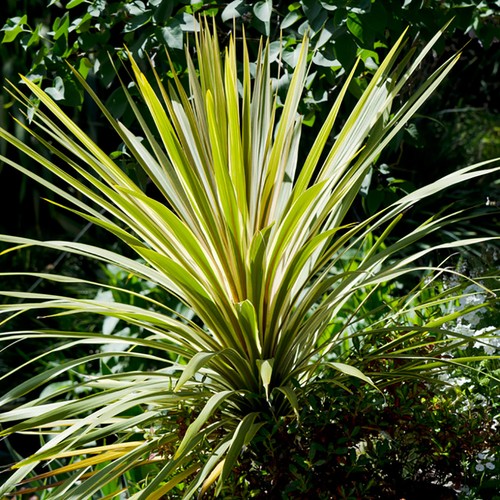 Pair cordyline torbay - pair, 'torbay