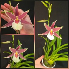 Oncidium- Aliceara. Very Large