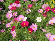 Mixed cosmos bedding - bedding, plants