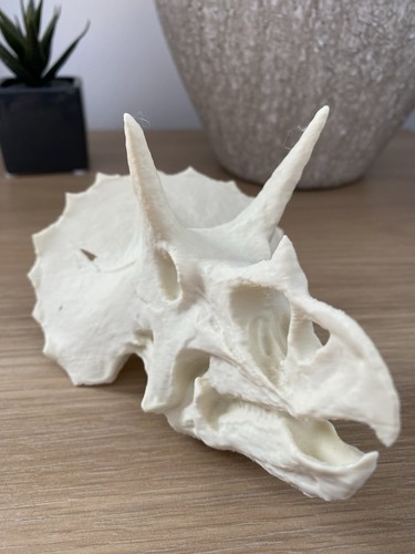 Replica triceratops skull - triceratops,