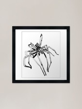 Wolf Spider Framed Art Print